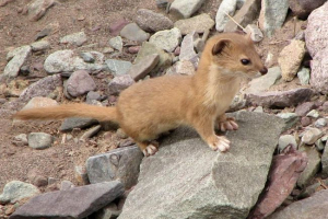 Індонезійський гірський ласк - мешканець острова Індонезійський гірський ласк - мешканець острова